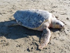 Tartaruga marina spiaggiata a Falconara