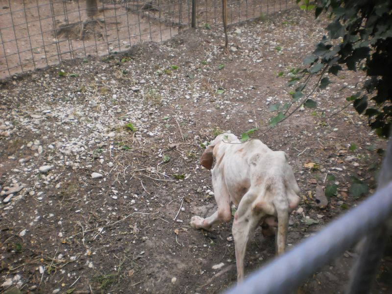 Uno degli animali denutriti sequestrati a Chiaravalle, Fonte: Legambiente