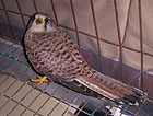 Gheppio in gabbia portato al centro recupero animali selvatici Gheppio in gabbia portato al centro recupero animali selvatici