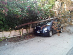 Un albero caduto su una vettura a Senigallia