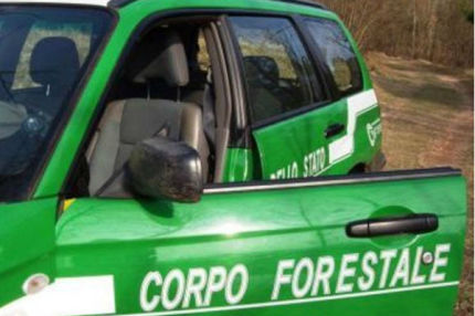 Corpo forestale