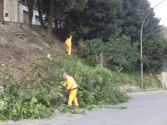 Manutenzione del verde a Camerano