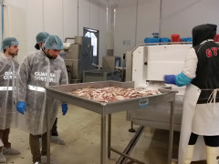 L'operazione "Trade" della Guardia Costiera di Ancona: controlli sui prodotti ittici