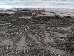 detriti sulla spiaggia