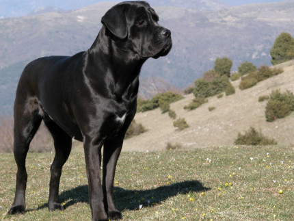 Aggressione cane corso ad Ancona