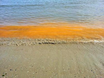 Alga lungo il litorale di Falconara Marittima