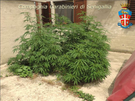 Pianta di marijuana sequestrata a Belvedere Ostrense