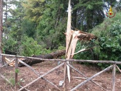 Alberi caduti per il maltempo ad Ancona