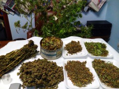 Marijuana sequestrata a Sassoferrato