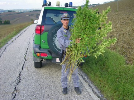 Sequestro piante di marijuana a Jesi