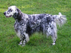 English_setter