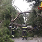 L'intervento dei vigili del fuoco di Osimo per l'albero caduto in strada