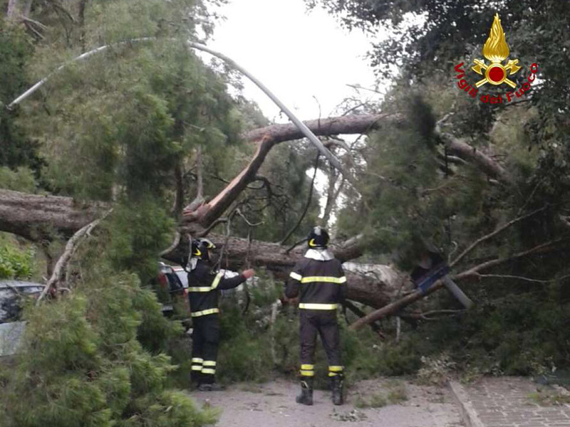 L'intervento dei vigili del fuoco di Osimo per l'albero caduto in strada