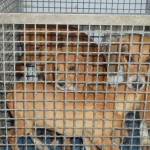 I cani sequestrati a Montemarciano dal Corpo Forestale dello Stato