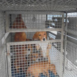 I cani sequestrati a Montemarciano dal Corpo Forestale dello Stato