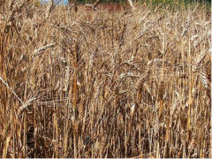 grano, agricoltura