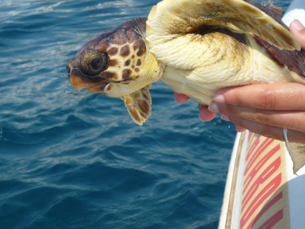 Il rilascio di una tartaruga grazie alla Fondazione Cetacea