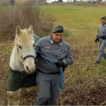 Cavalli soccorsi dai Carabinieri Forestali