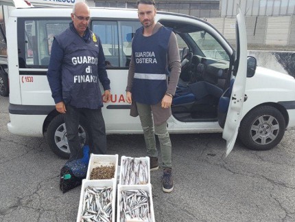 Sequestro di pesce al porto di Ancona