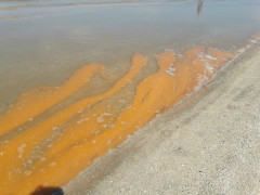 Alga rossa sul litorale adriatico