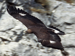 L'aquila reale che "abita" il parco Naturale regionale della Gola della Rossa e di Frasassi