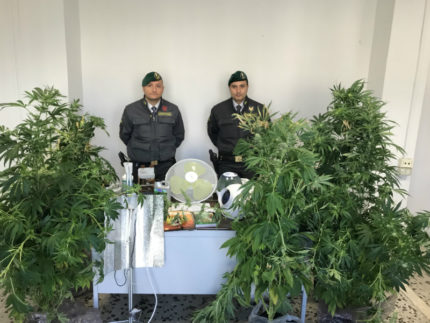 Sequestrata una piantagione “domestica” di marijuana
