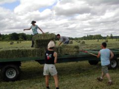 Agricoltura, campo rurale, campo agricolo, coltivatori