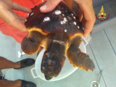 Recupero tartaruga marina