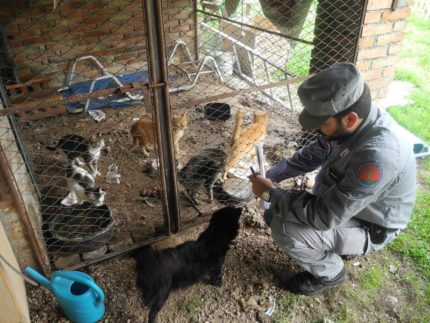 Maltrattamenti sugli animali a Sassoferrato