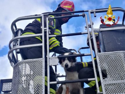 Salvataggio di un cane ferito da parte dei Vigili del Fuoco