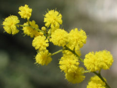 festa della donna, mimosa, giornata internazionale delle donne