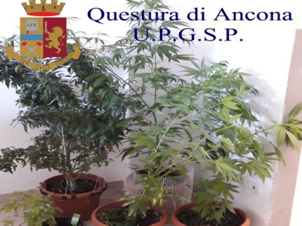 Piantine di marijuana