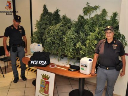 Piante di cannabis sequestrate a Loreto