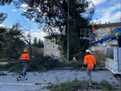 Pini pericolanti abbattuti a Jesi