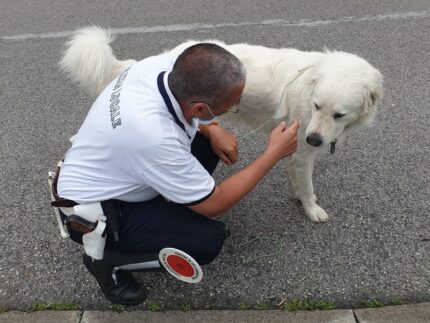 Cane ritrovato a Falconara