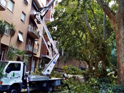 Potatura degli alberi ad Ancona