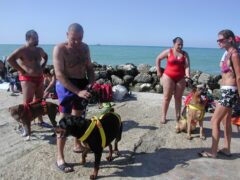 Cani in spiaggia