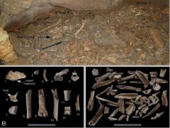 Reperti trovati nelle grotte di Frasassi