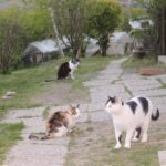 Oasi felina, gatti