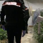 Coltivazione di marijuana scoperta a Jesi