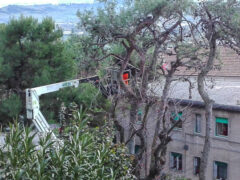 Potatura degli alberi a Camerano