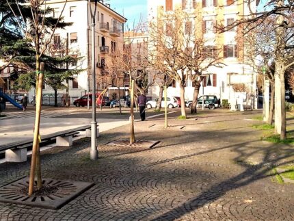 Alberi piantati in piazza Diaz ad Ancona