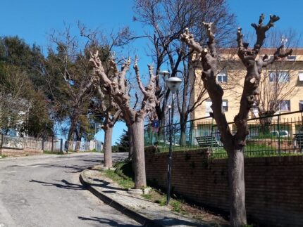 Potatura di alberi ad Ancona