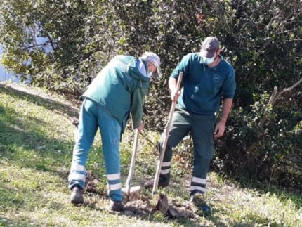 Progetto di forestazione urbana ad Ancona