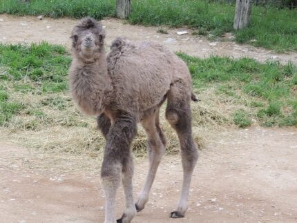 Cucciolo di cammello nato al Parco Zoo di Falconara