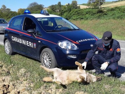 Carcassa di lupo rinvenuta ad Ancona