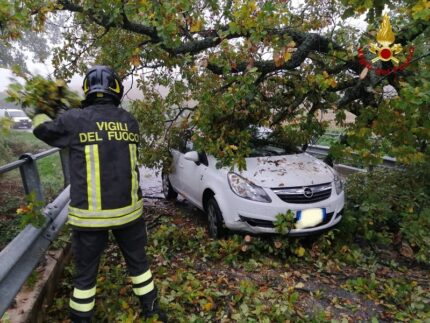 Albero caduto a Osimo