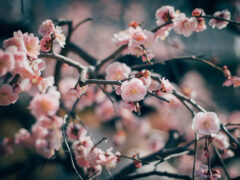 Hanami, fioritura dei ciliegi in Giappone