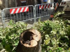 Tigli abbattuti in viale Trieste a Jesi