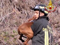 Recupero di un cane nei pressi del parco del Cardeto di Ancona